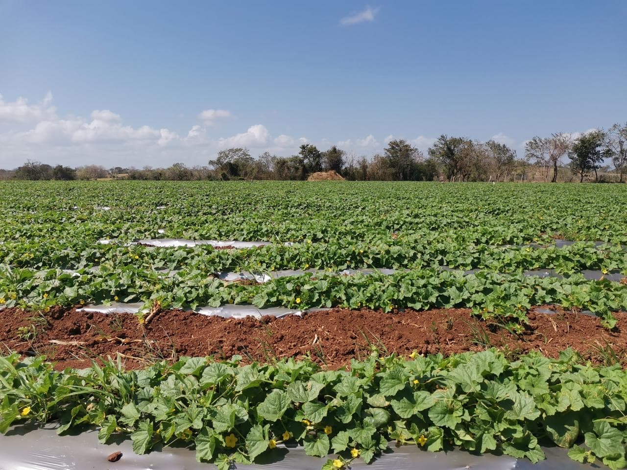 Cultivo de melón con mulch plástico en finca de AgroVi
