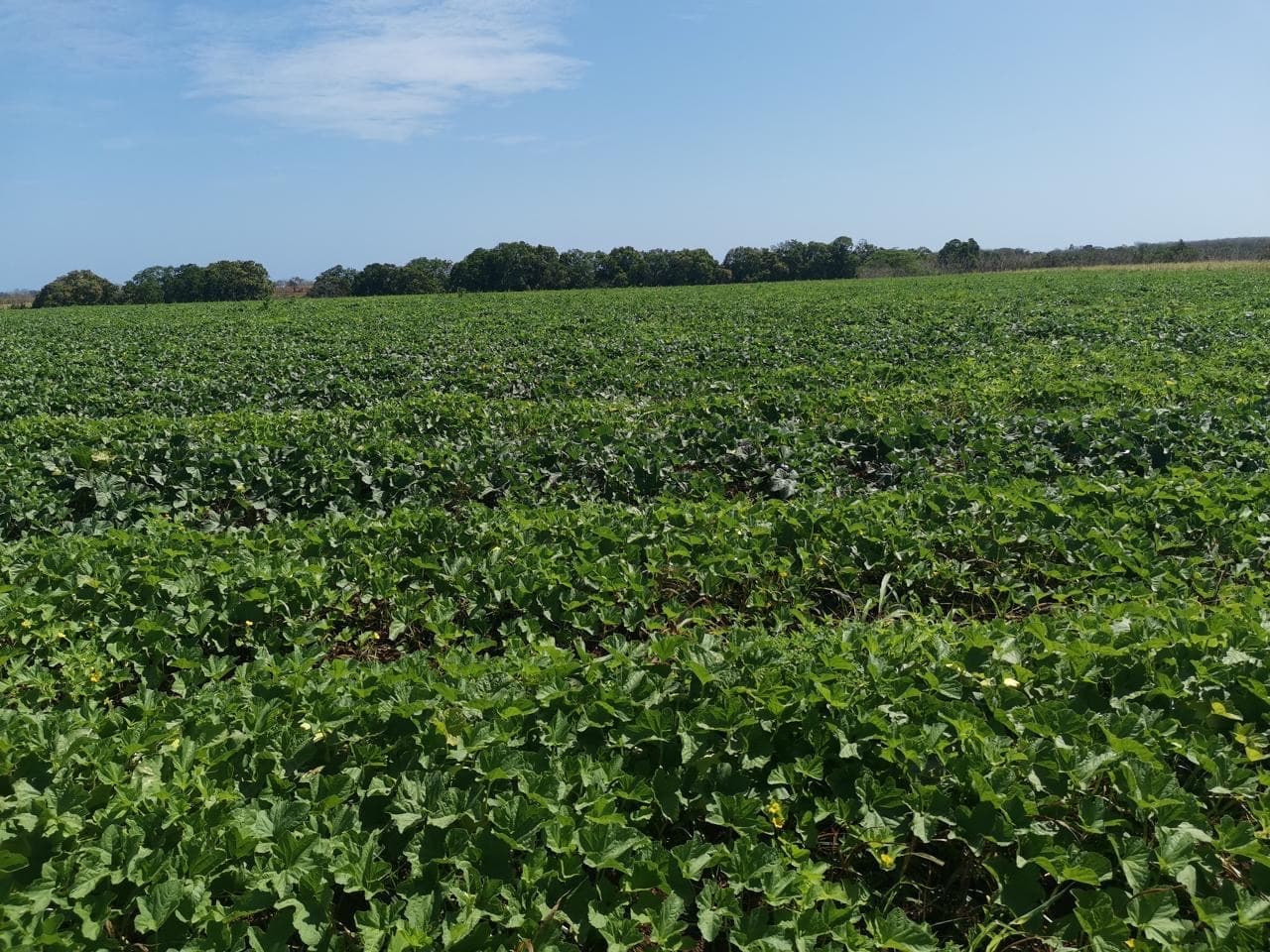 Vista amplia del campo de melón en producción