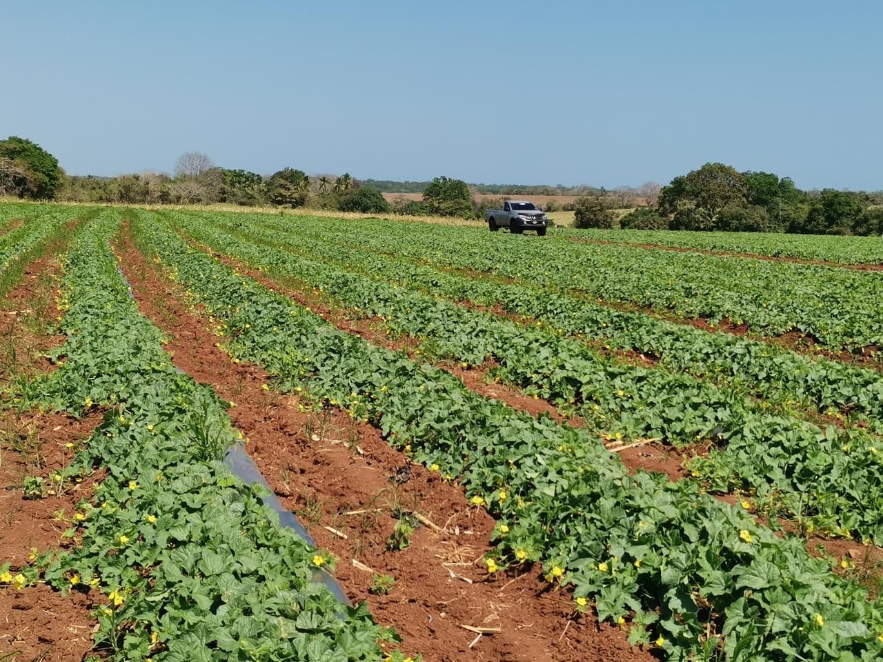 Camioneta de supervisión recorriendo los surcos de cultivo