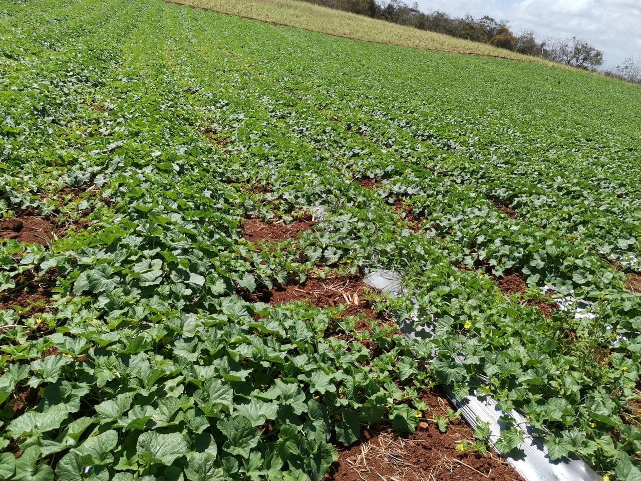 Surcos de cultivo de melón vistos de cerca