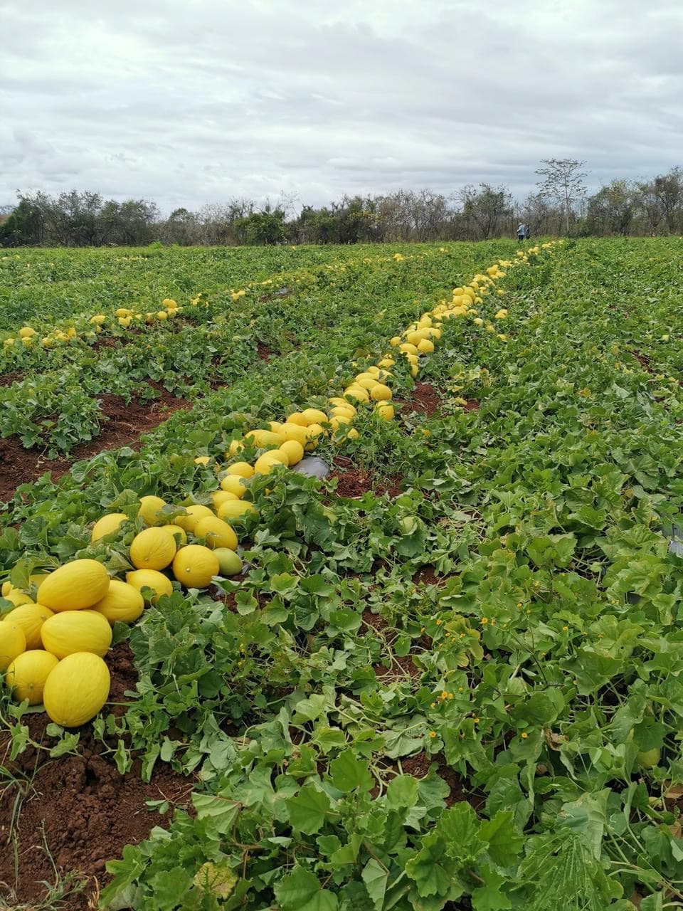 Melones recién cosechados en hileras listos para empaque