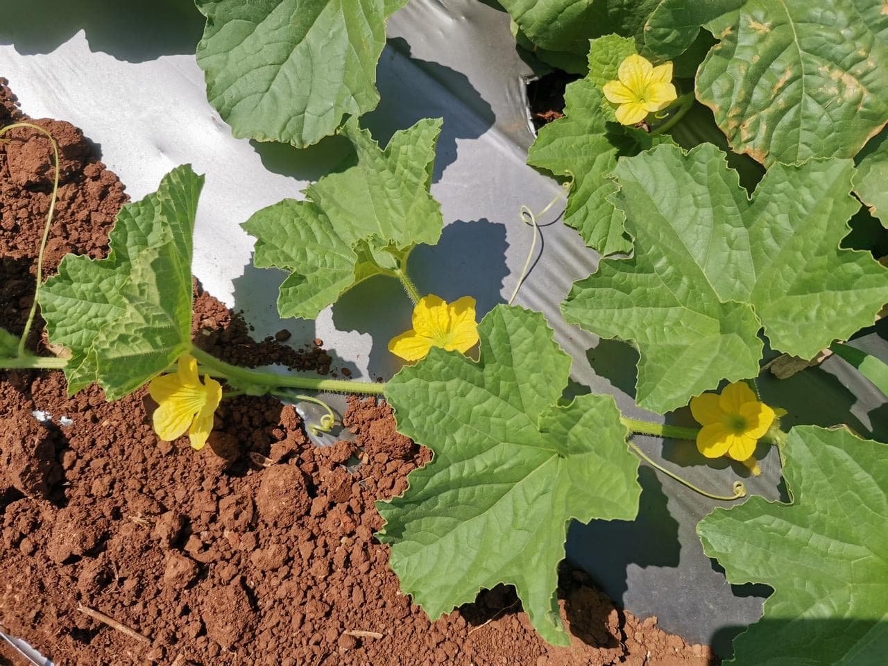 Flor de melón en plena floración durante el cultivo