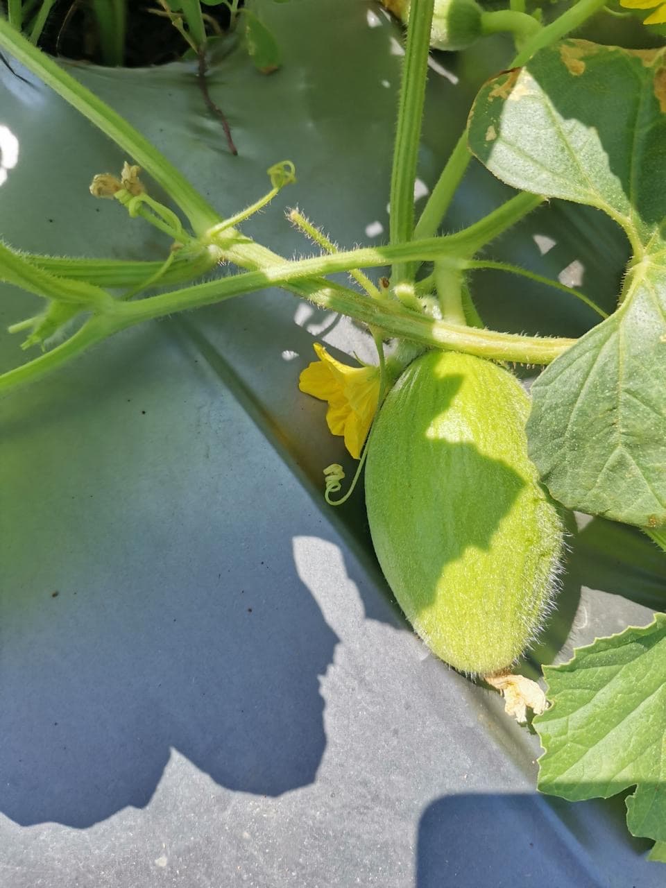 Melón en sus primeras etapas de crecimiento en la planta